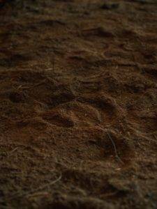 screened soil
